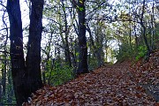 23 Bosco di castagni, frassini minori, carpini neri, robinie,... 